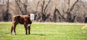 BOBBYCALF bobby calf