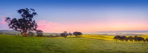 COONAWARA PENOLA