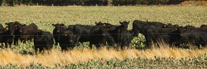 PASTORAL 06 01 14midfield 536