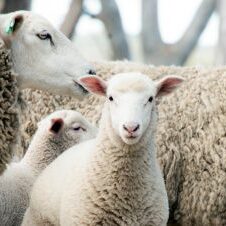 Grouped Lambs