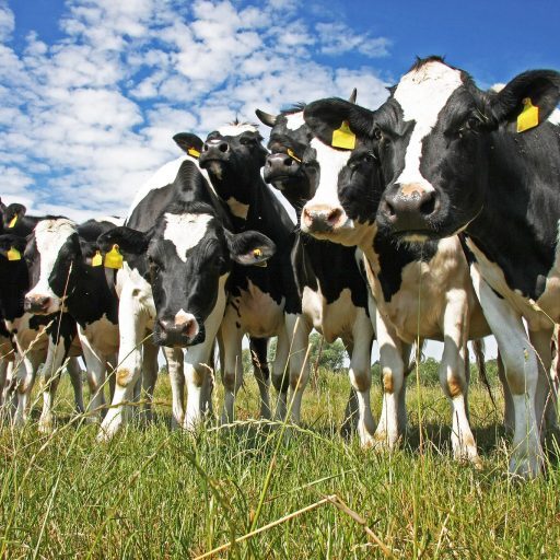 cow.jpg