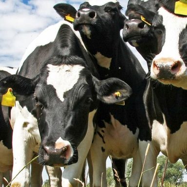 cows-2.jpg