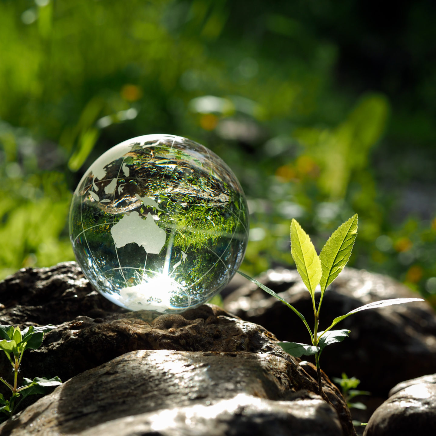 Glass ball on the rocks. The young green plant. Reflection of nature in a bowl. A lot of sun. The concept - ecology, environmental protection