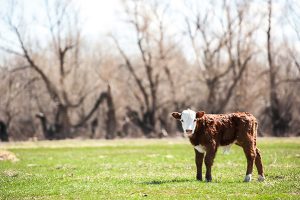 bobby calf procurement