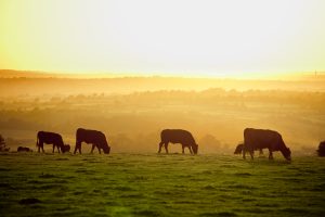 cattle sunset