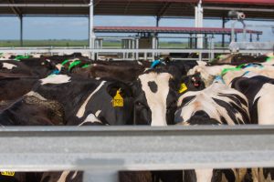 cooramook dairy 082