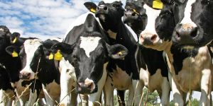 cows 2