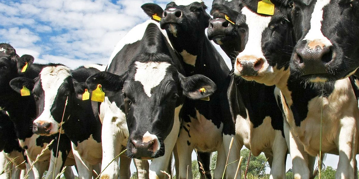 cows-2.jpg