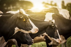 cows