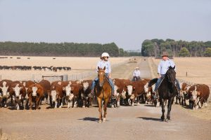 farmers horses
