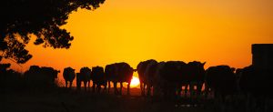 midfield cattle sunset