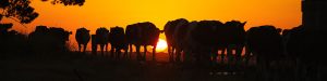 midfield cattle sunset crop