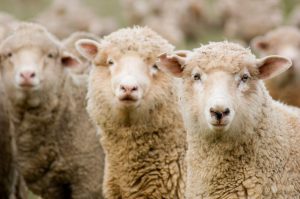sheep 1
