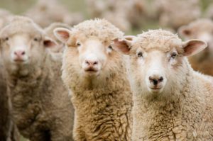 sheep