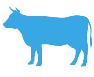 silhouette cow cattle circuit farm 260nw 444026509